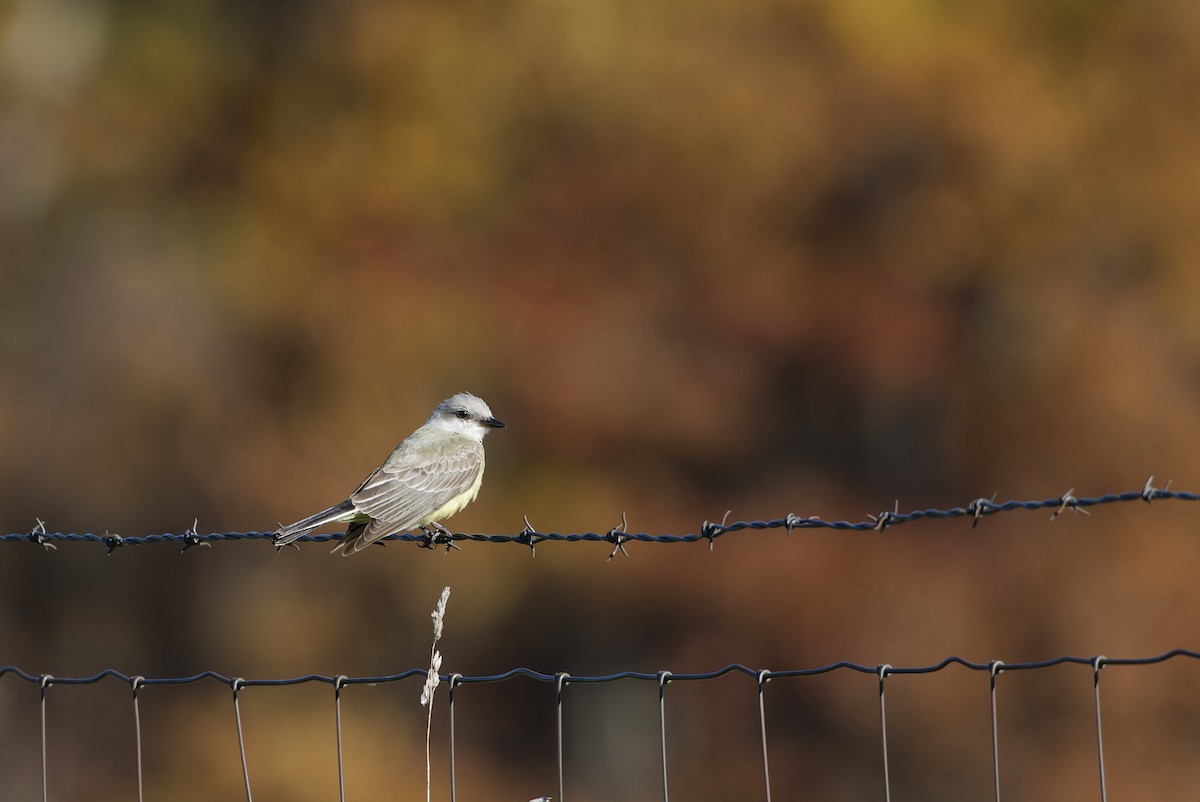 Western Kingbird - ML644115493