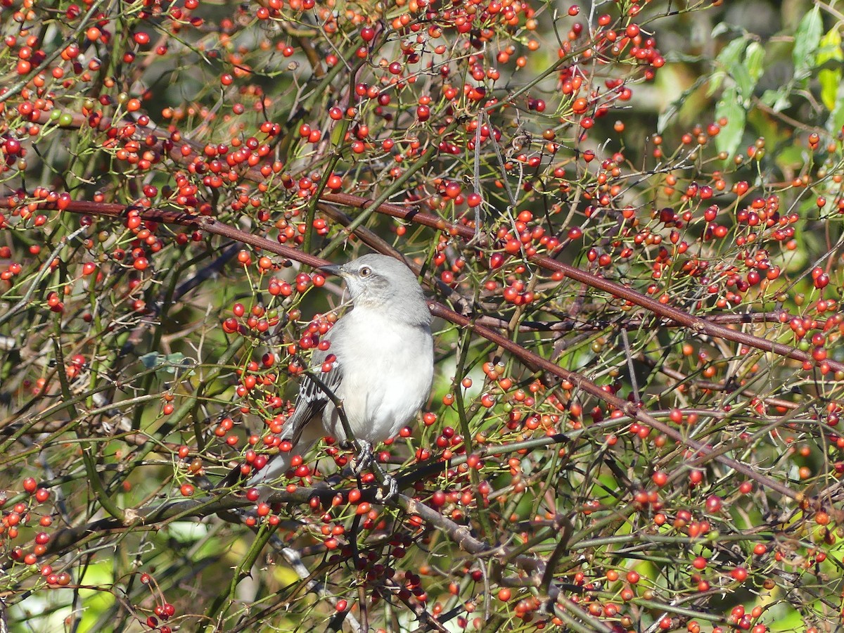 Northern Mockingbird - ML644115504