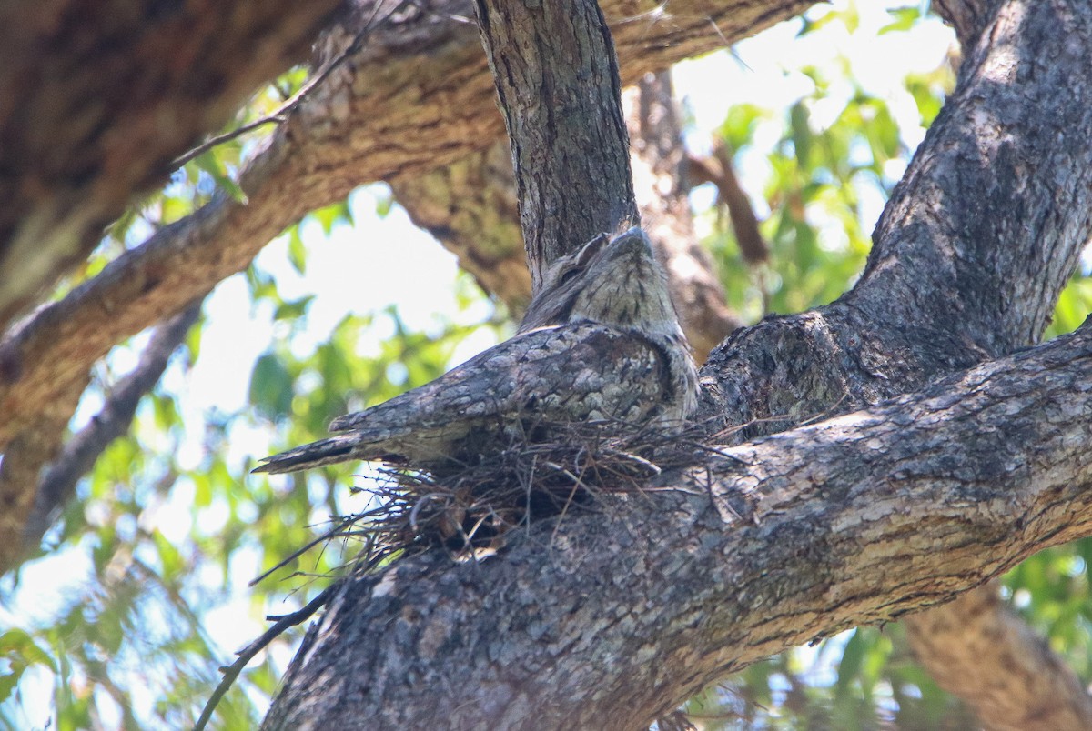 Tawny Frogmouth - ML644115507