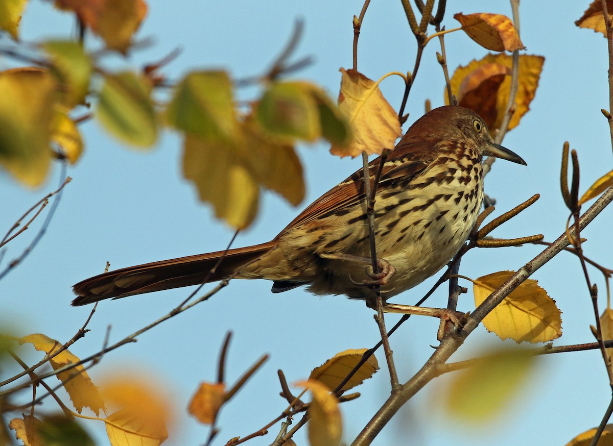 Brown Thrasher - ML644115516