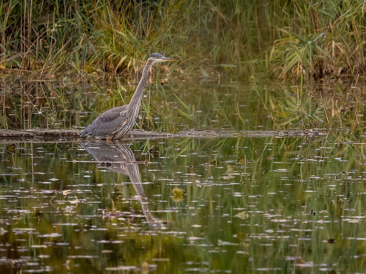 Great Blue Heron - ML644115518