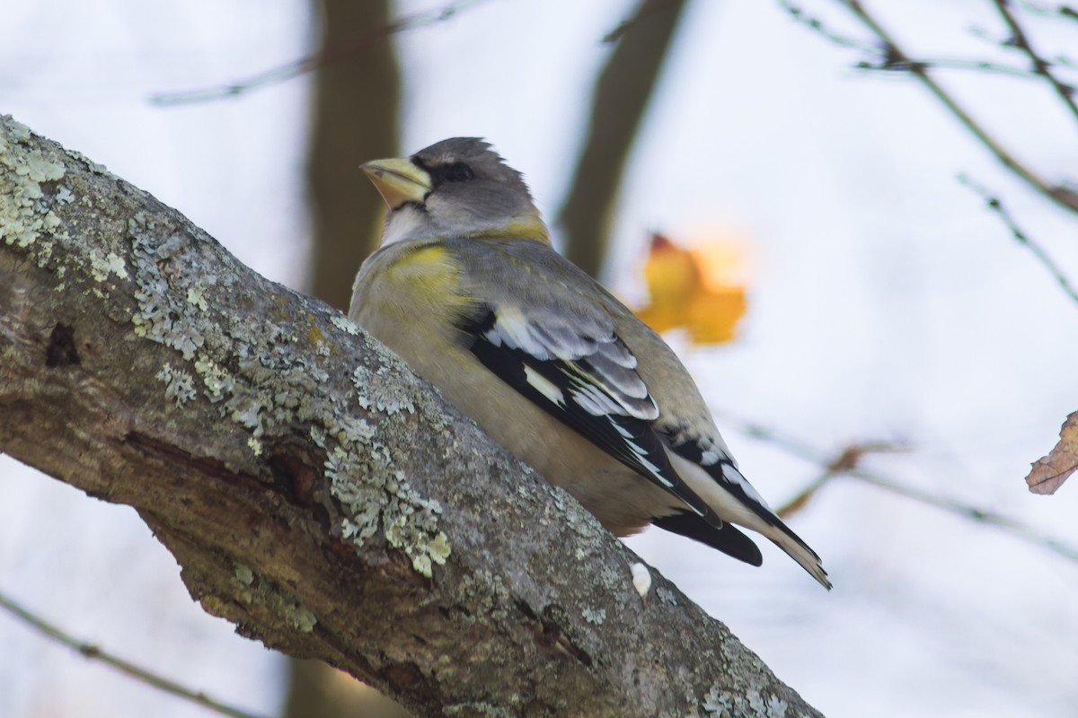Evening Grosbeak - ML644115536