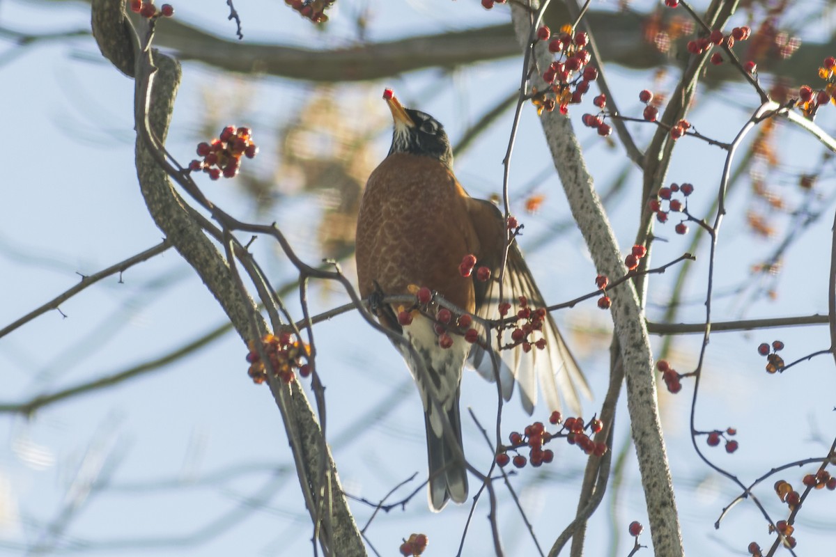 American Robin - ML644115539