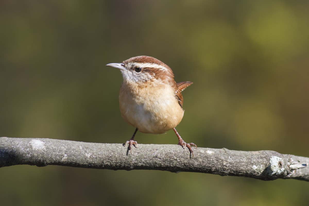 Carolina Wren - ML644115541