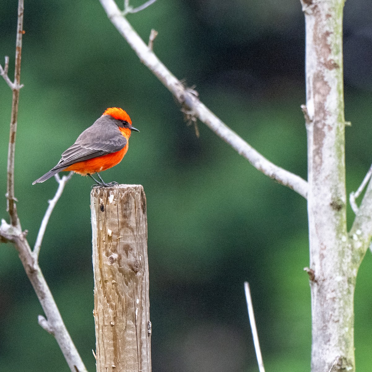 Vermilion Flycatcher - ML644115542