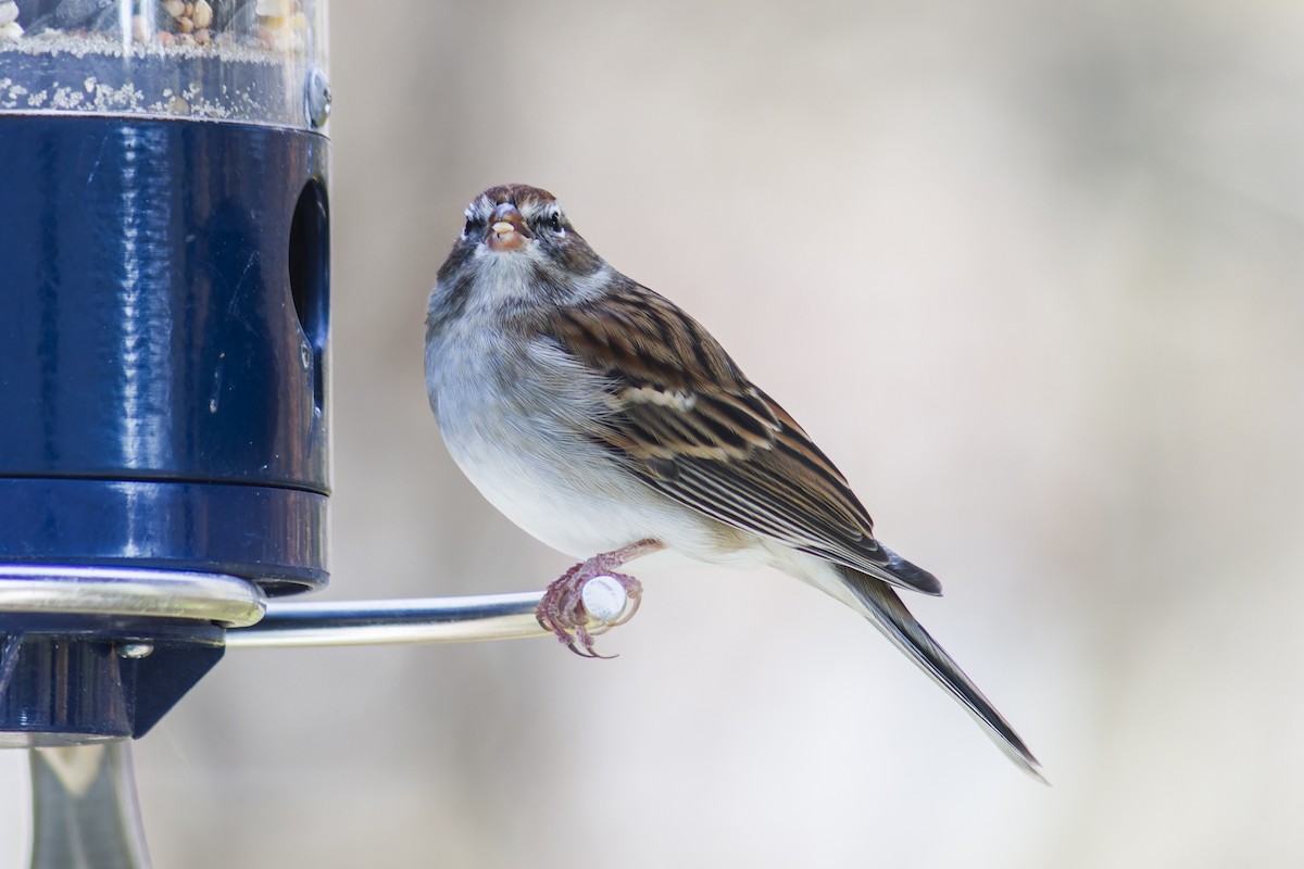 Chipping Sparrow - ML644115545