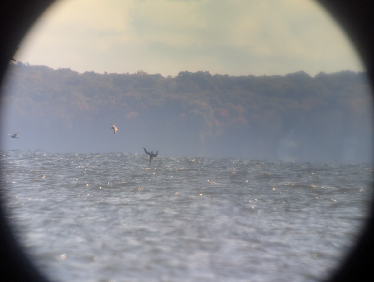 Northern Gannet - ML644115546