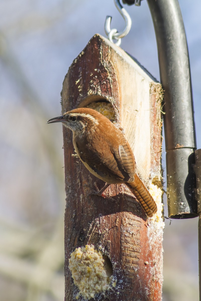 Carolina Wren - ML644115548