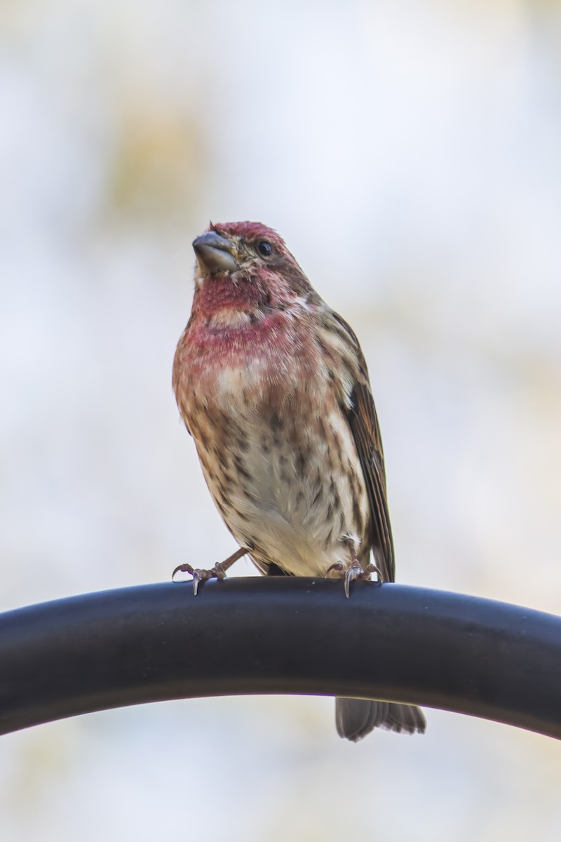 Purple Finch - ML644115550