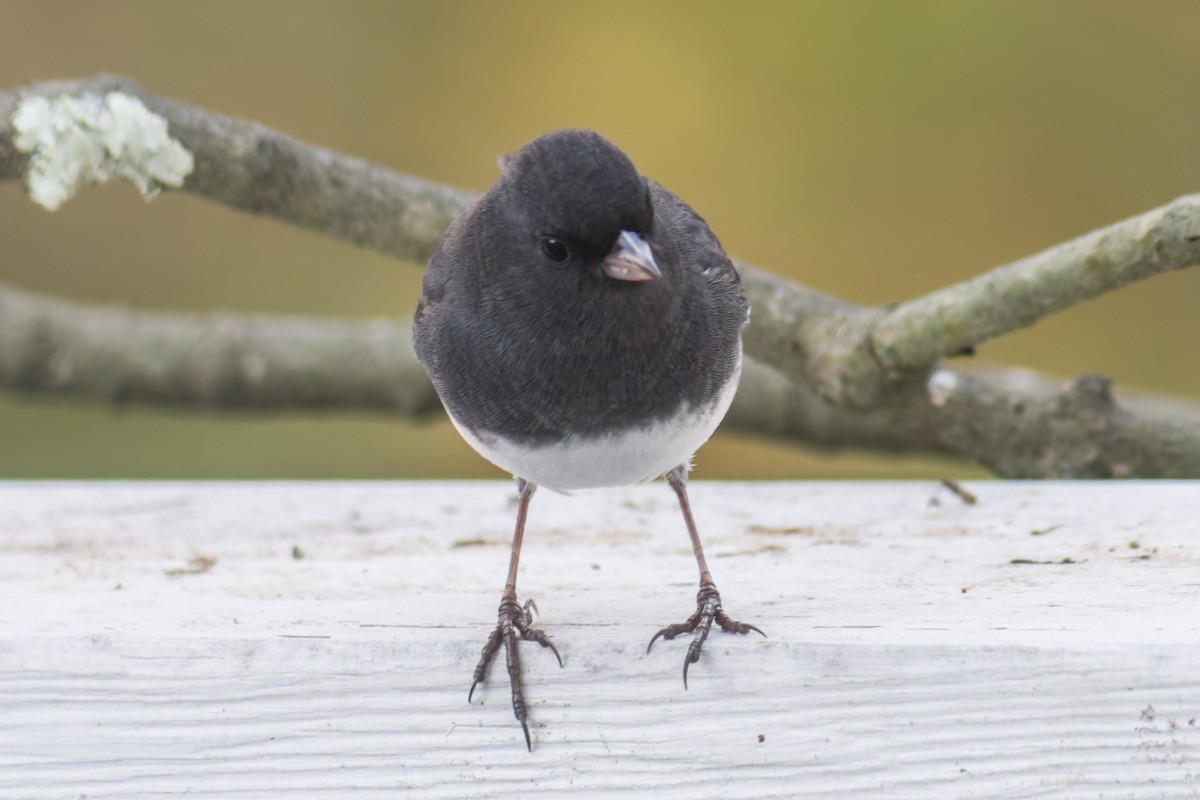 Dark-eyed Junco (Slate-colored) - ML644115553
