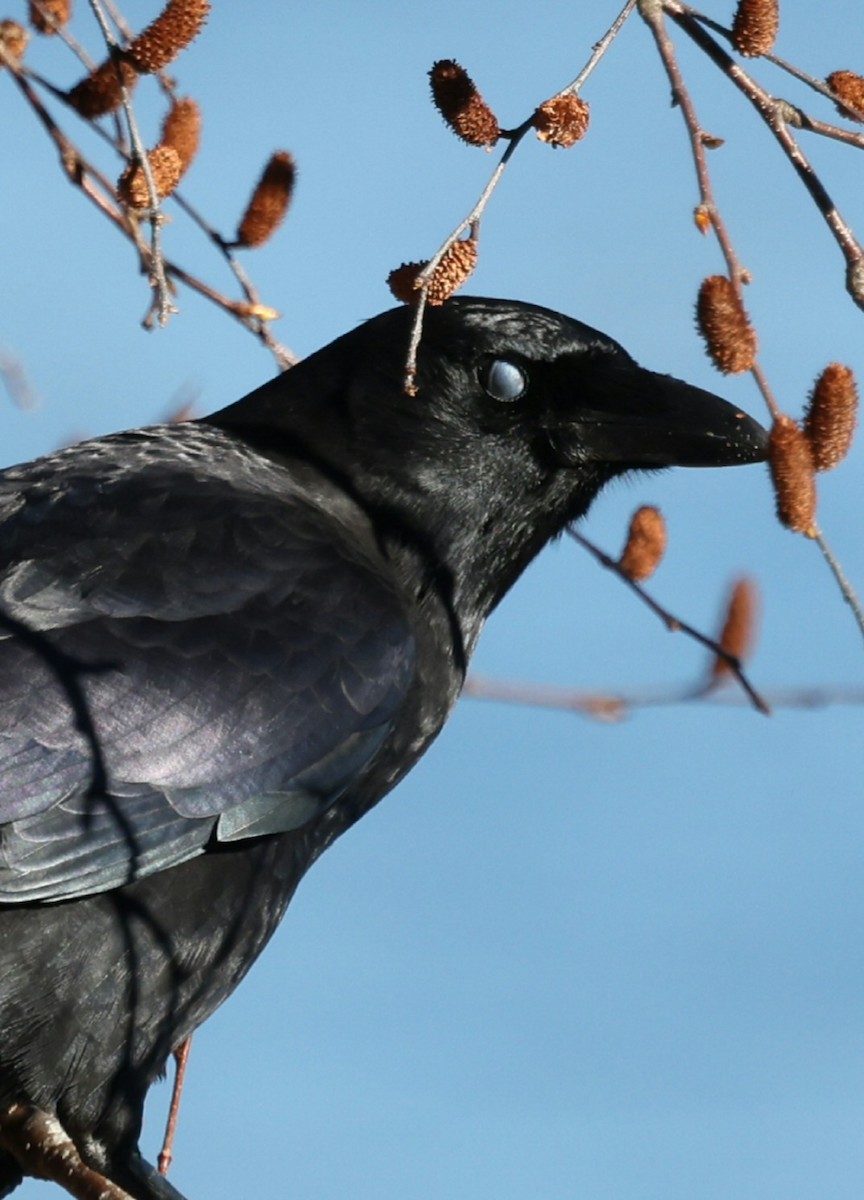 American Crow - ML644115554