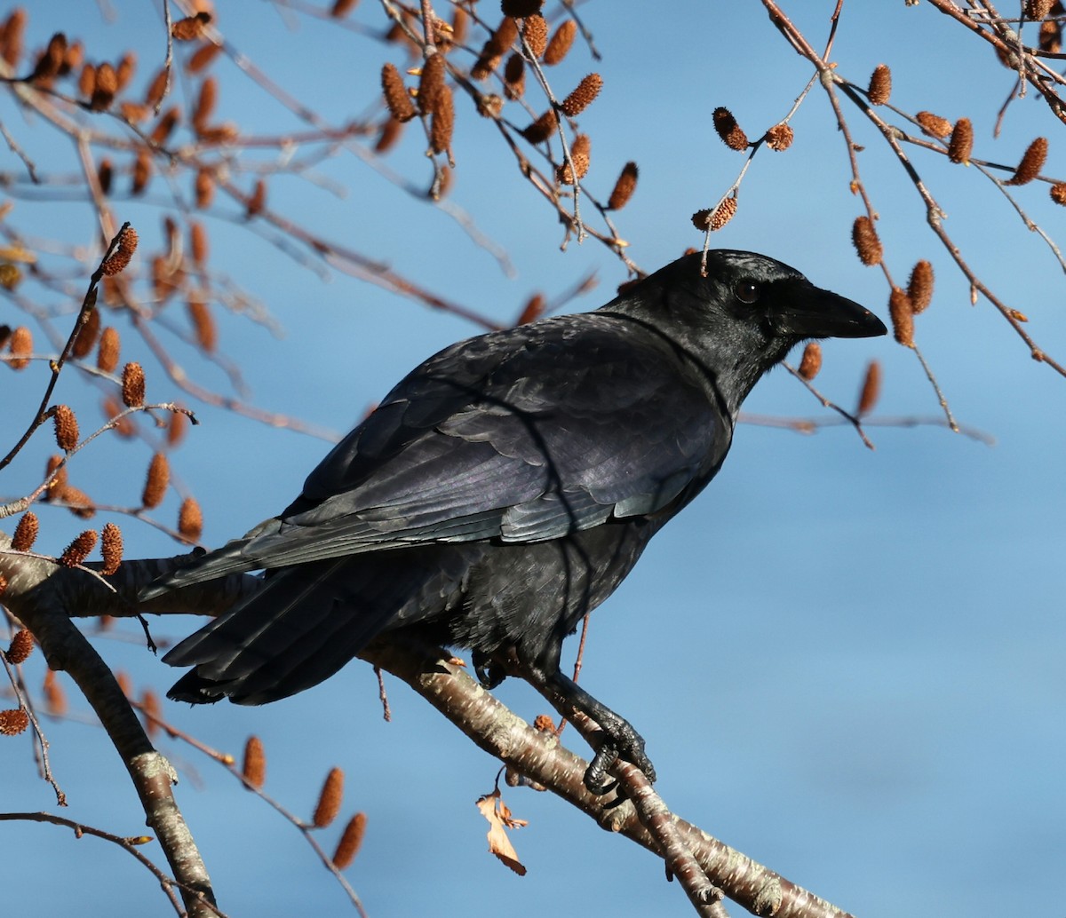 American Crow - ML644115555