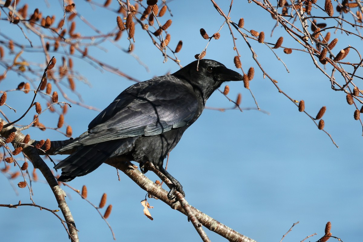 American Crow - ML644115556