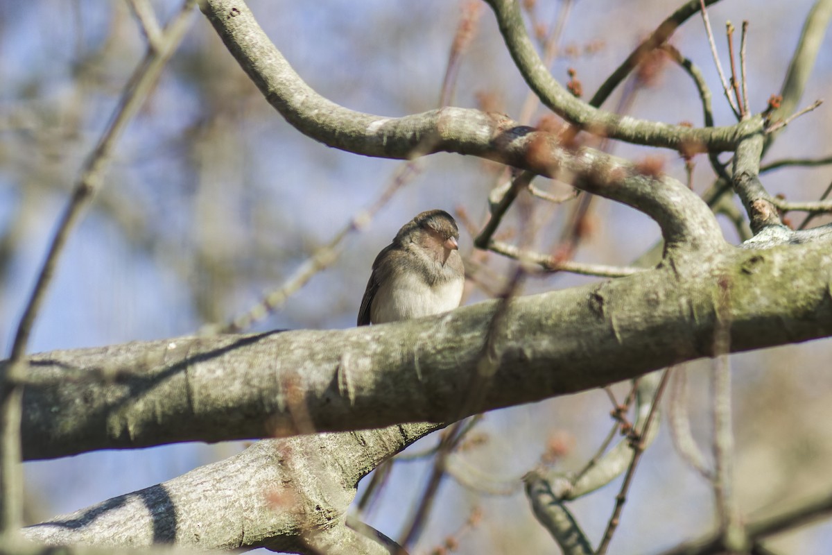 Dark-eyed Junco (Slate-colored) - ML644115558
