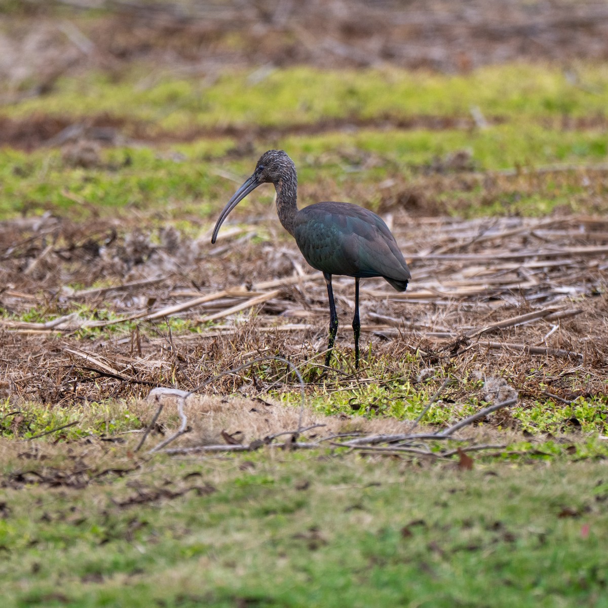 White-faced Ibis - ML644115560