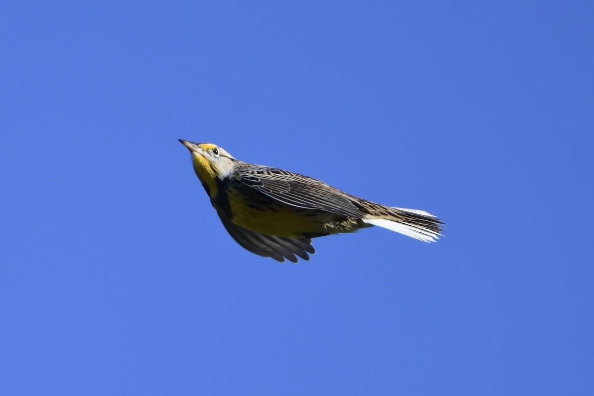 Eastern Meadowlark - ML644115564