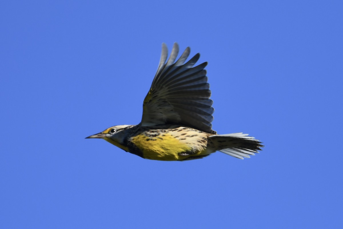 Eastern Meadowlark - ML644115565