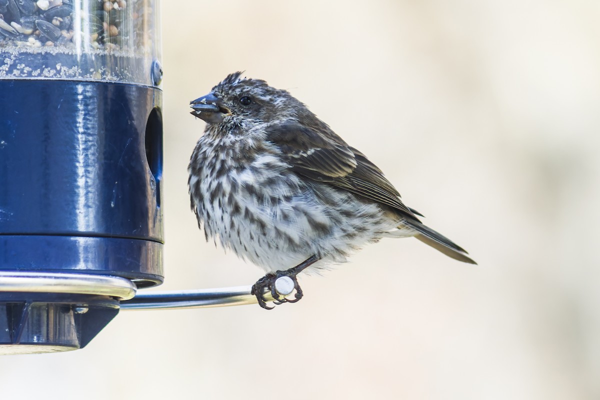 Purple Finch - ML644115566