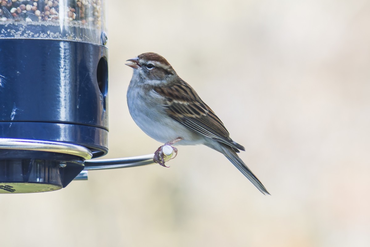 Chipping Sparrow - ML644115572