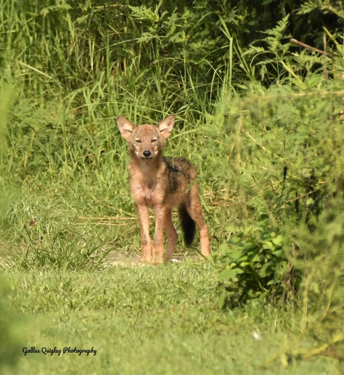 Southeastern Coyote - ML644115573