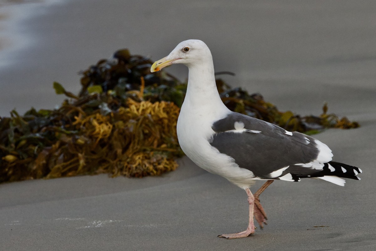 Western Gull - ML644115577