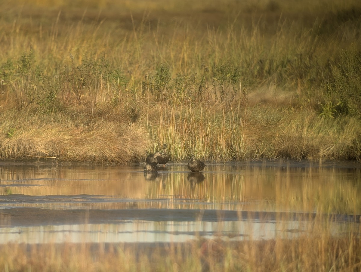 American Black Duck - ML644115579