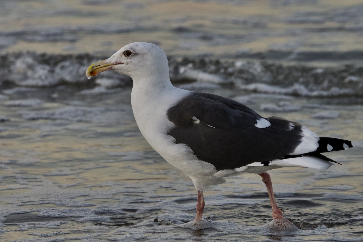 Western Gull - ML644115580