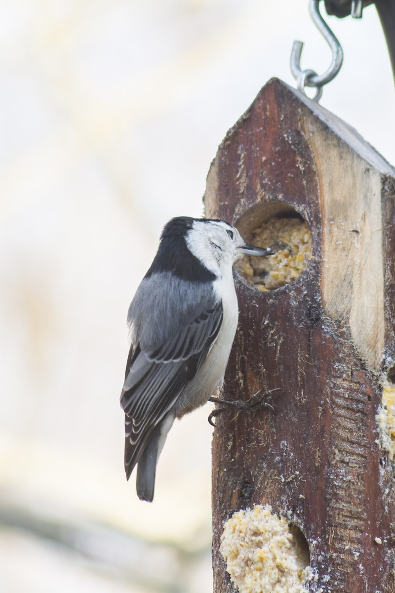 White-breasted Nuthatch (Eastern) - ML644115581