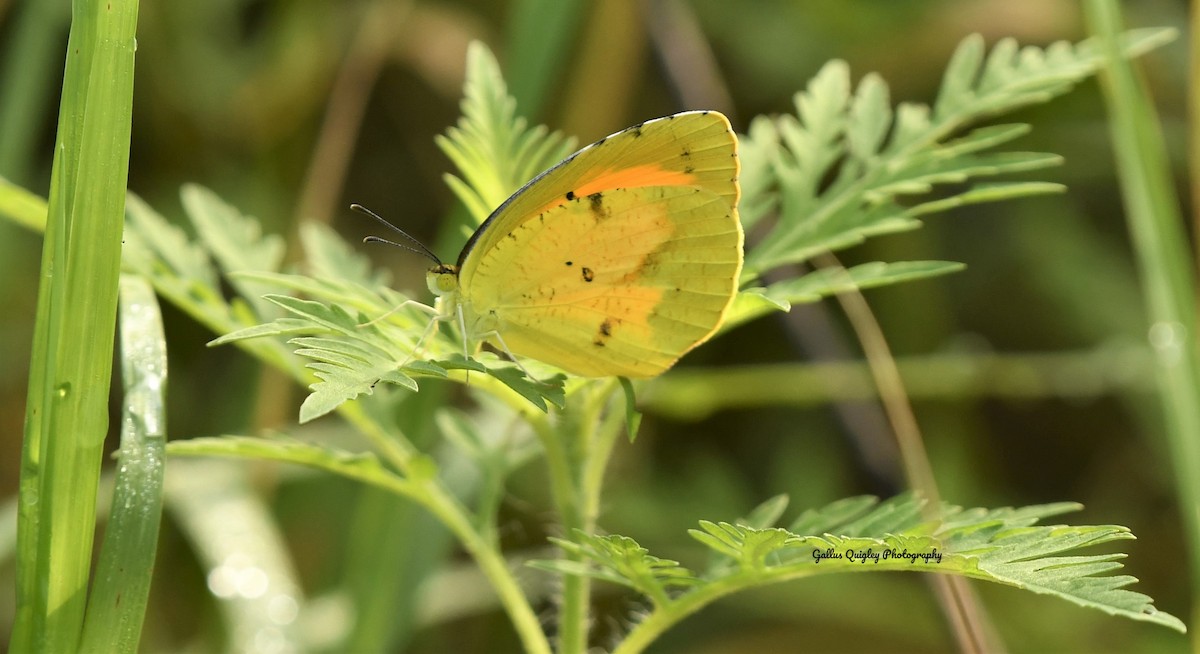 Sleepy Orange - ML644115583