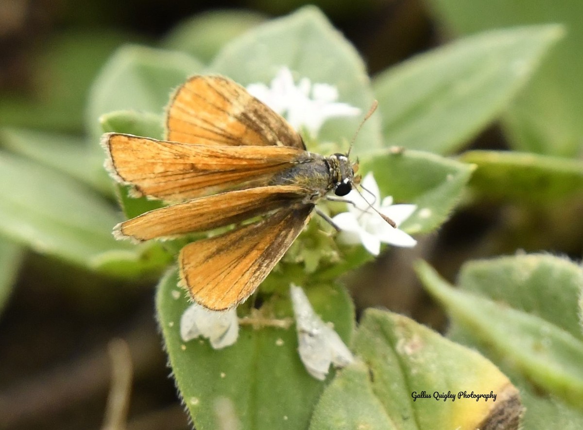 Southern Broken-Dash - ML644115587