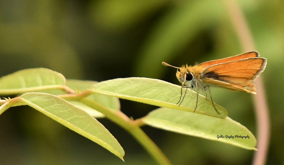 Southern Skipperling - ML644115591