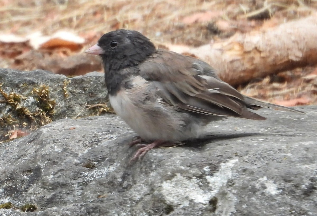 strnadec zimní - ML644115606