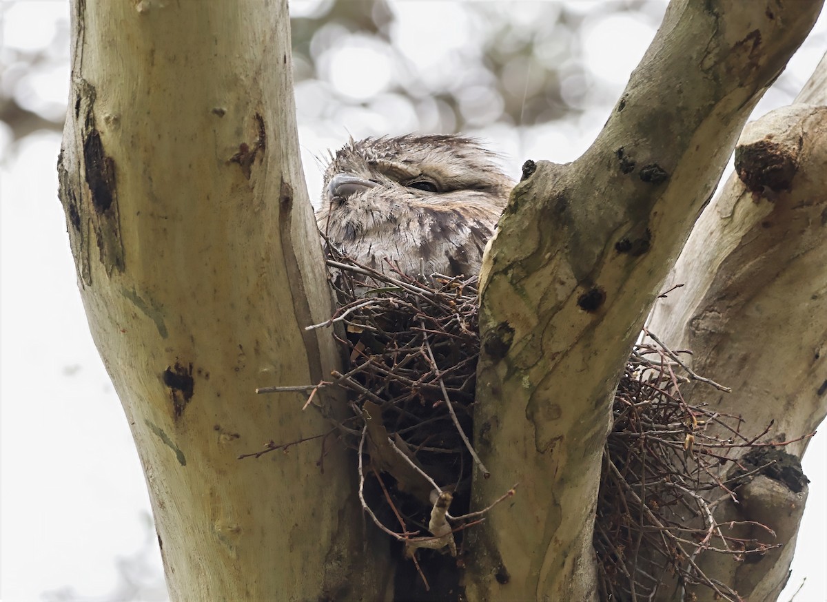 Tawny Frogmouth - ML644115632