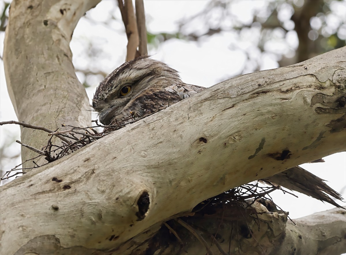 Tawny Frogmouth - ML644115633