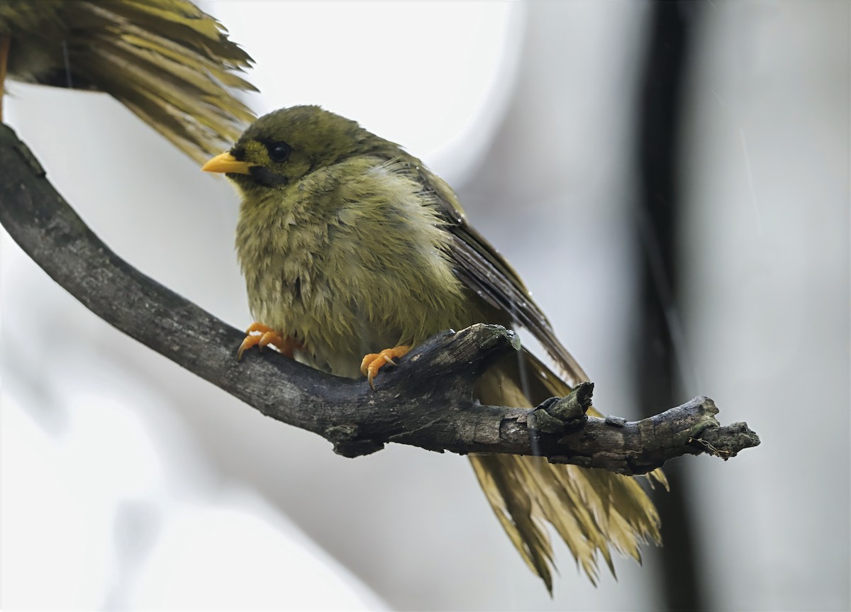 Bell Miner - ML644115651
