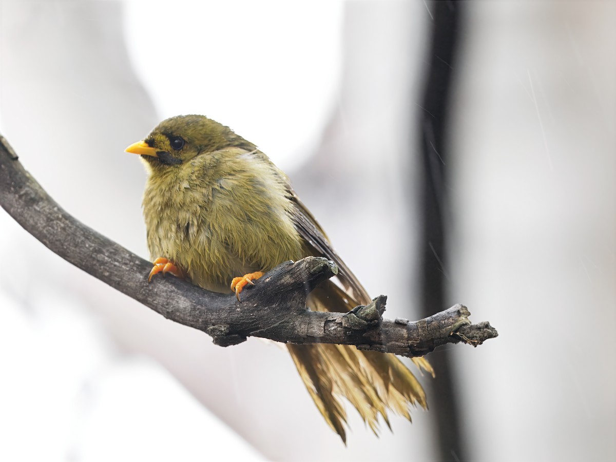 Bell Miner - ML644115652