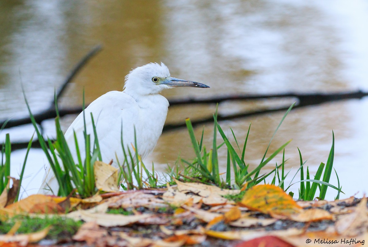 Little Blue Heron - ML644115654