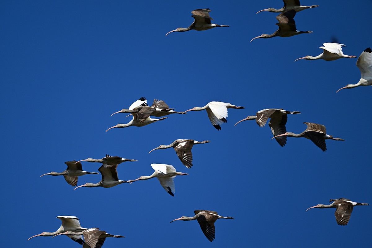 ibis bílý - ML644115671