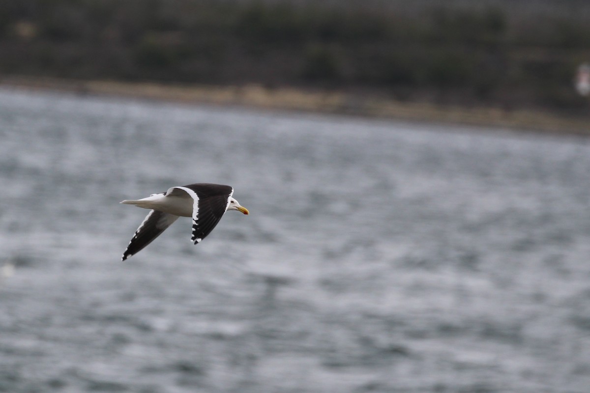 Kelp Gull - ML644115682