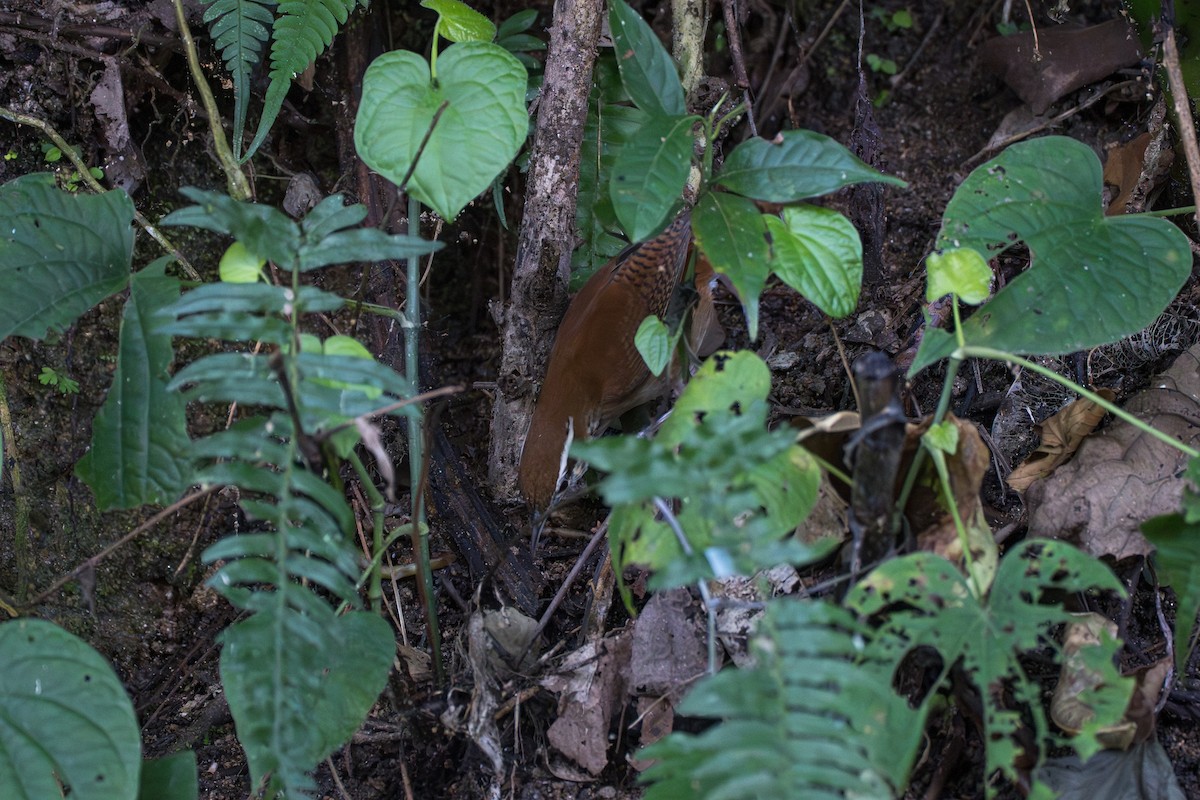 Troglodyte rufalbin - ML644115692