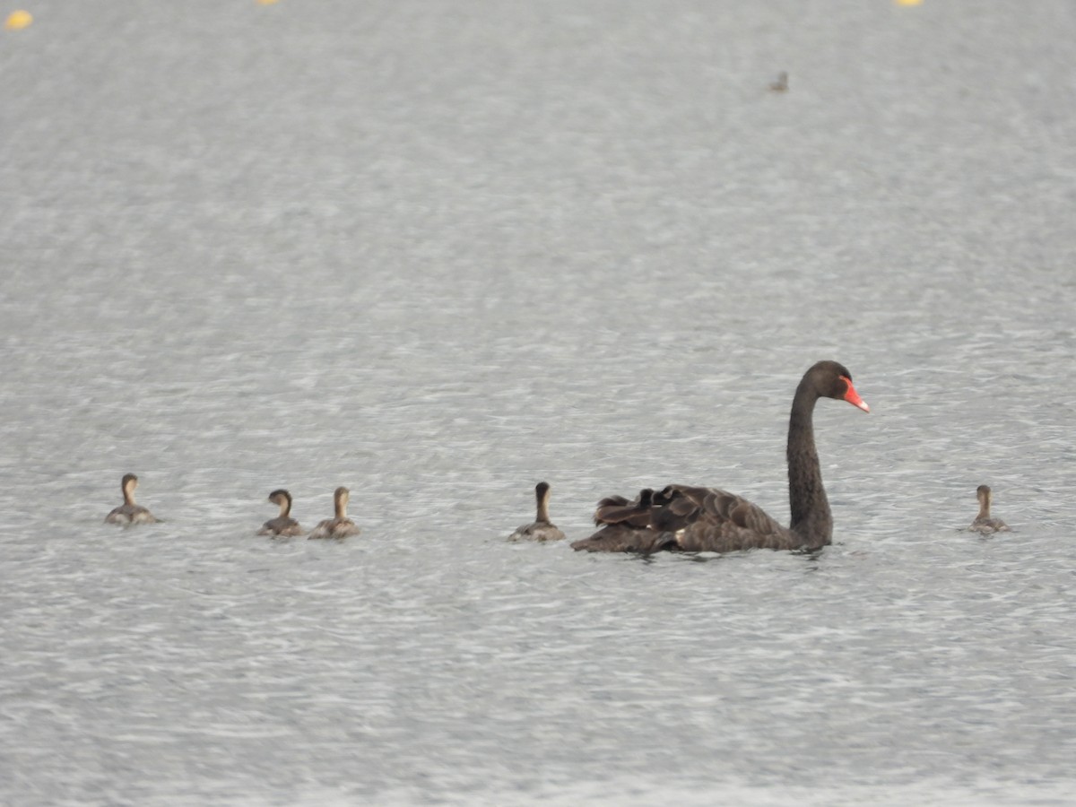 Hoary-headed Grebe - ML644115700