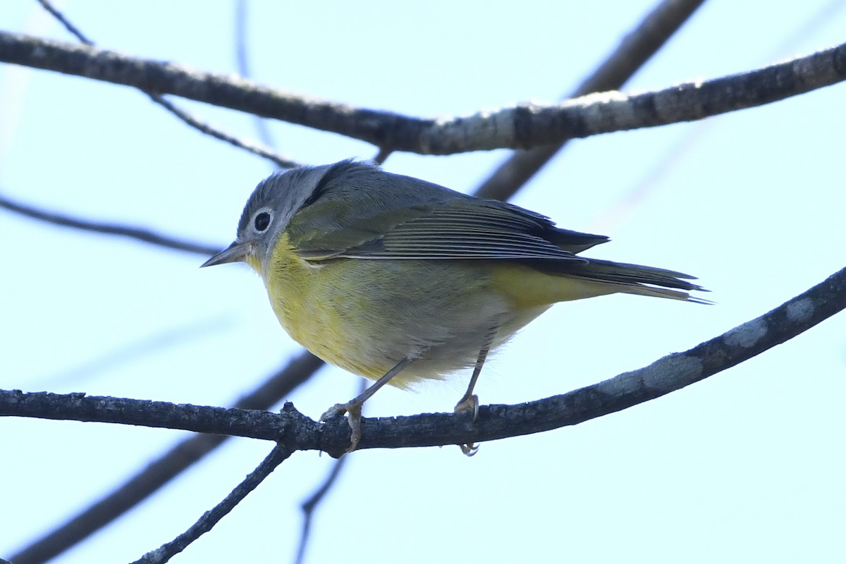 Nashville Warbler - ML644115702