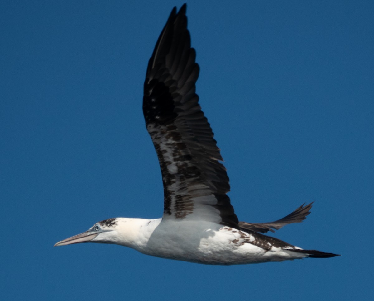 Northern Gannet - ML644115707