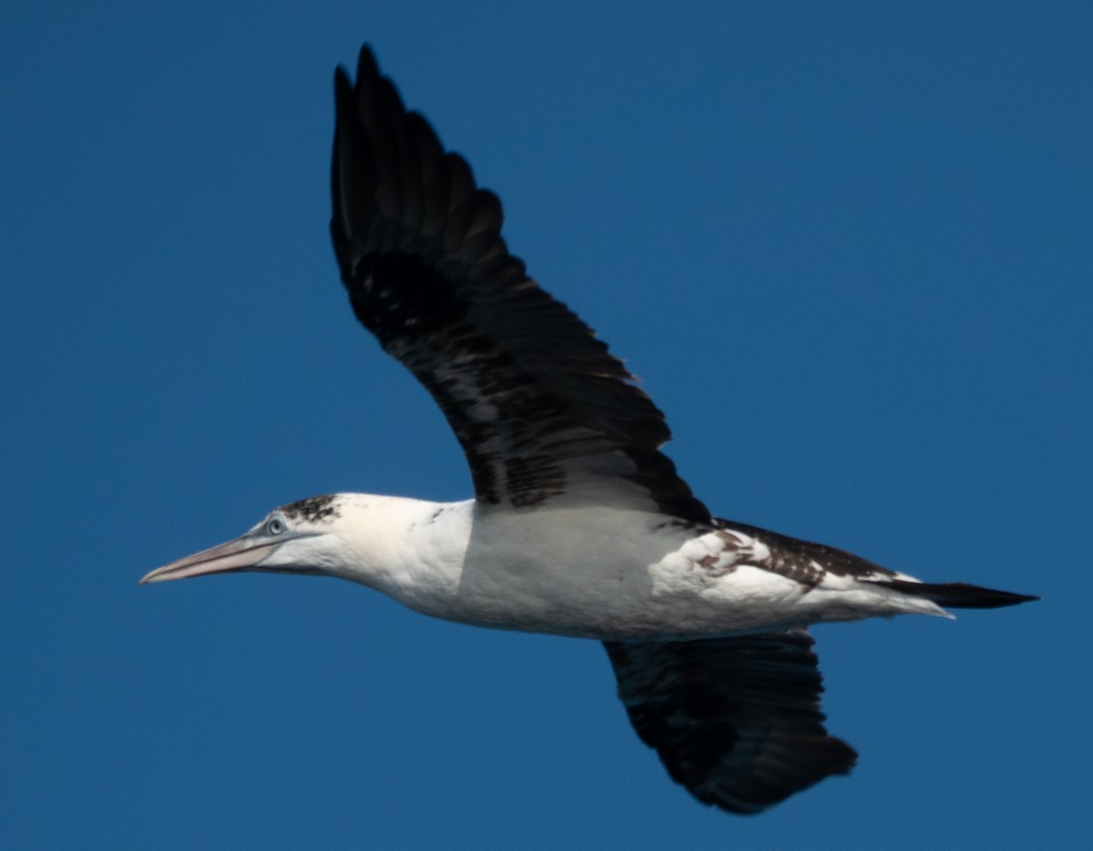 Northern Gannet - ML644115708