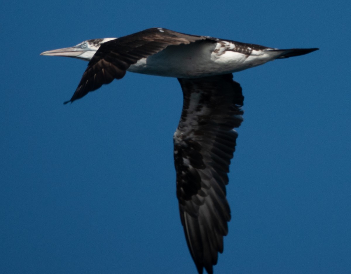 Northern Gannet - ML644115709