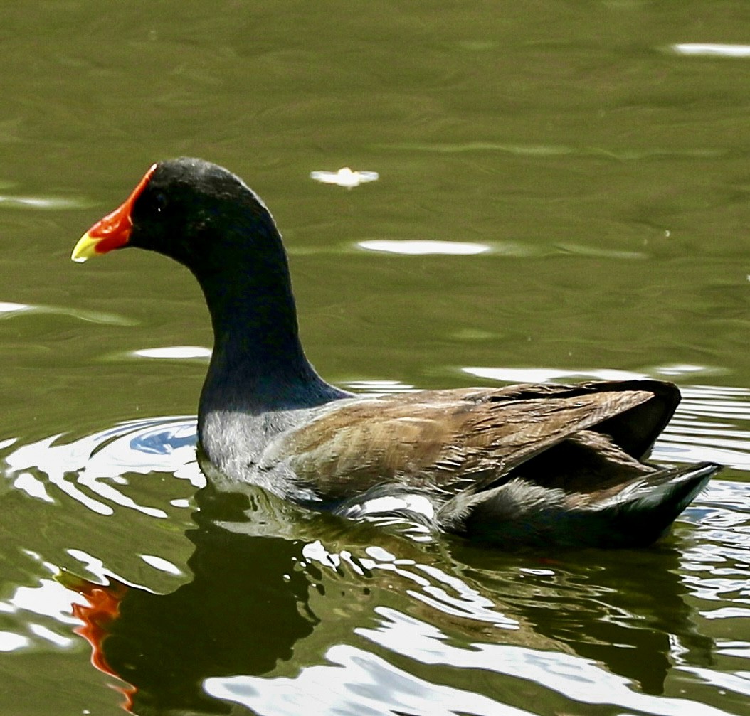 Gallinule d'Amérique - ML644115710