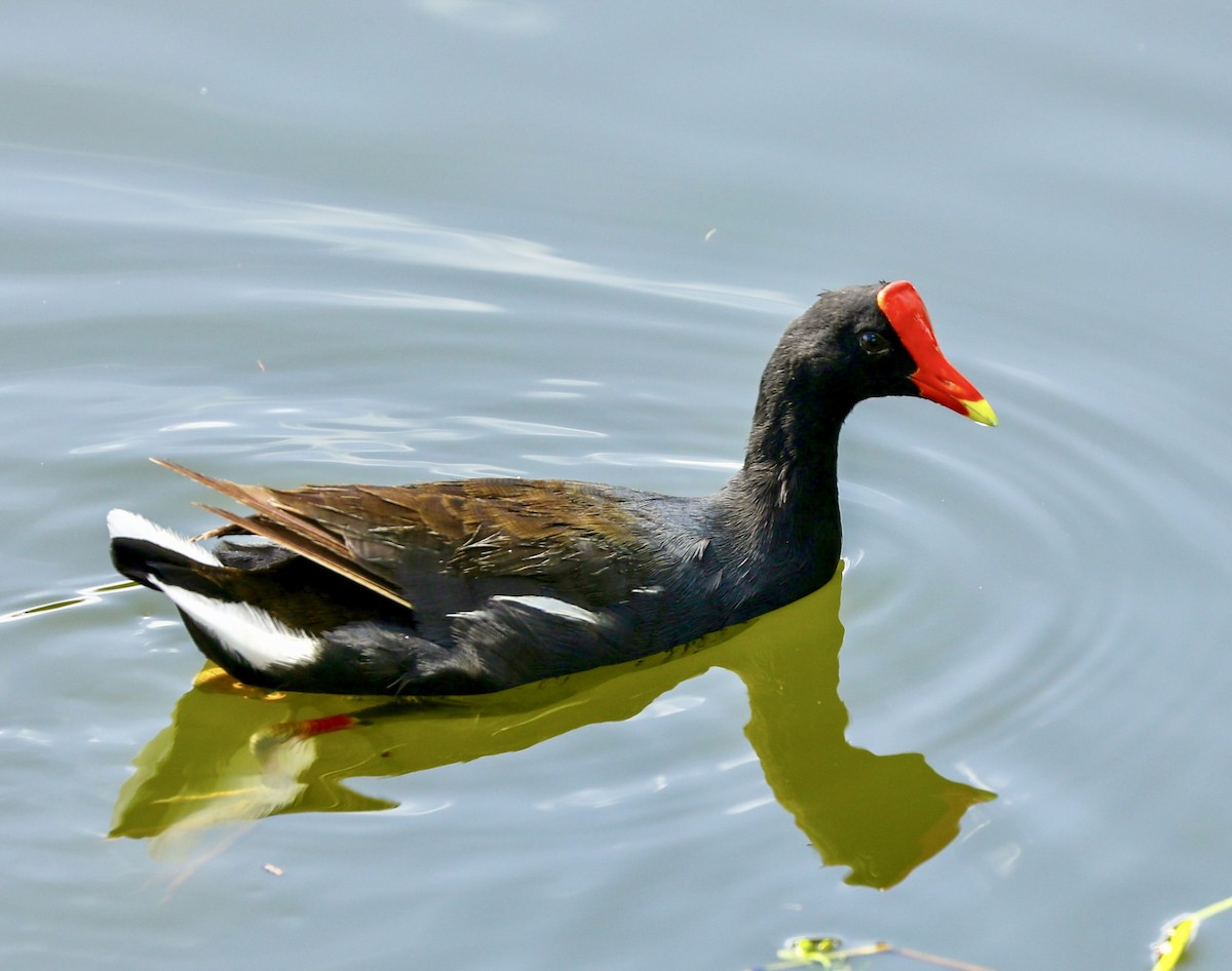 Gallinule d'Amérique - ML644115711