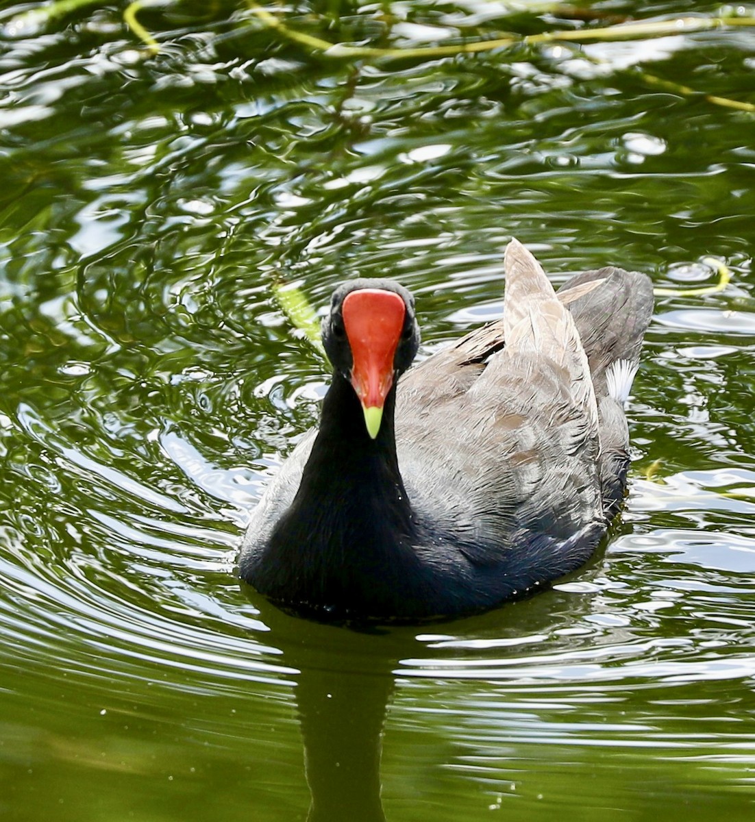 Gallinule d'Amérique - ML644115712