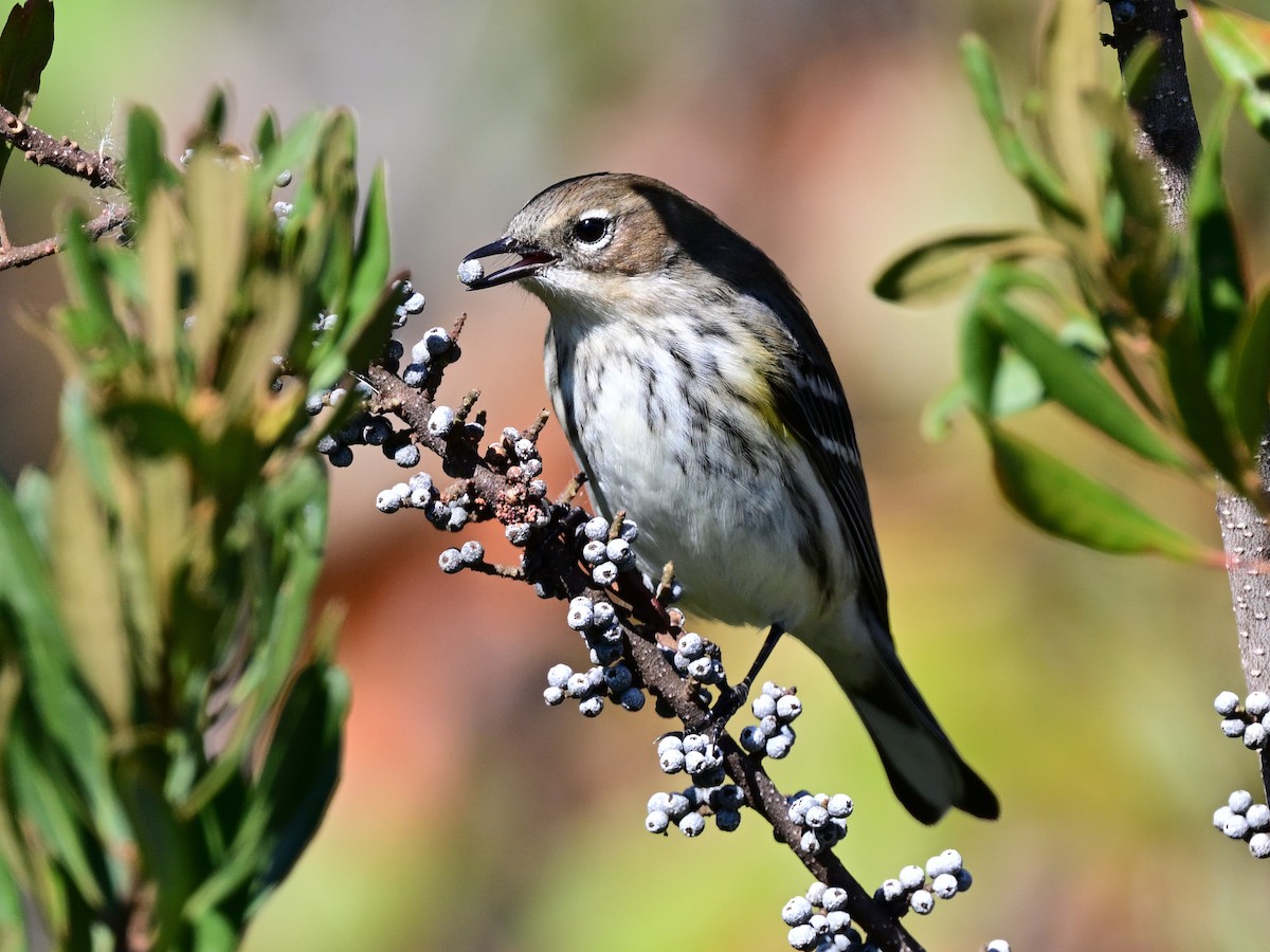 lesňáček žlutoskvrnný - ML644115715