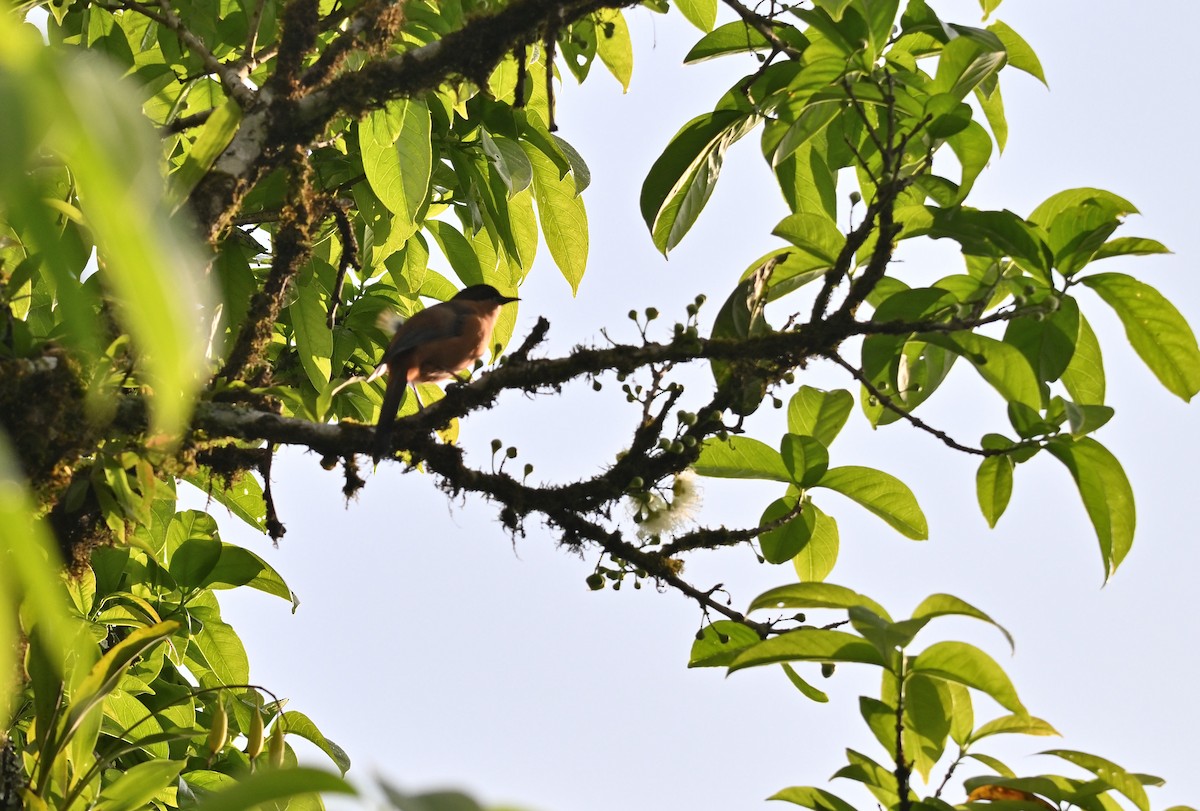 Rufous Sibia - ML644115763